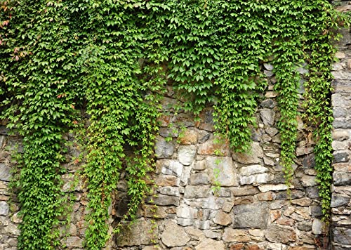 BELECO 10x6.5ft Fabric Green Leaves Wall Backdrop Old Stone Wall with Green Leaves Vine Spring Garden Nature Backdrop Greenery Banner Background Home Decor Wedding Birthday Photoshoot Studio Props - size: 10x6.5FT
